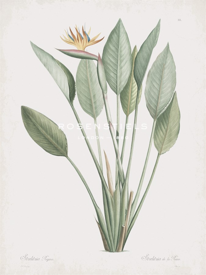 Strelitzia Regina - Pierre Joseph Redoute