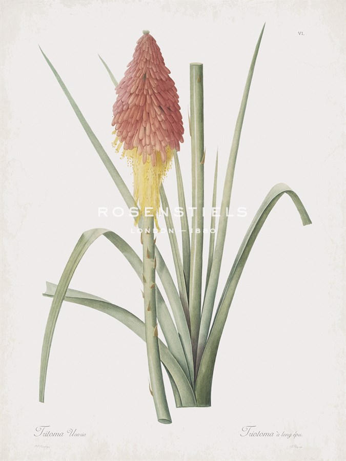 Tritoma Uvaria - Pierre Joseph Redoute