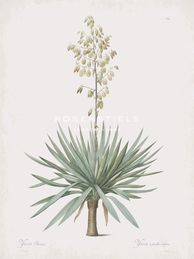 Yucca Gloriosa - Pierre Joseph Redoute