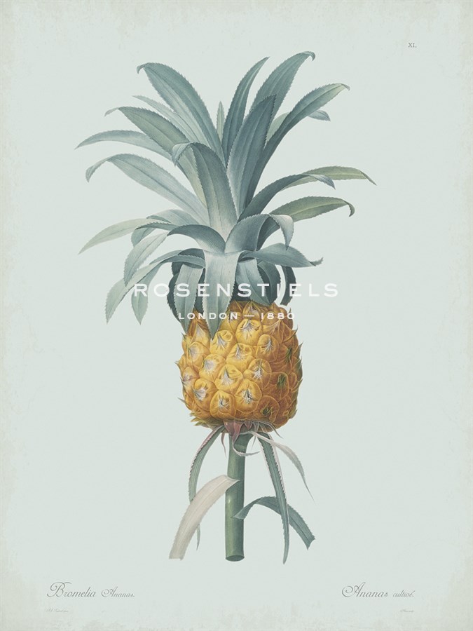 Bromelia Ananas - Celadon - Pierre Joseph Redoute