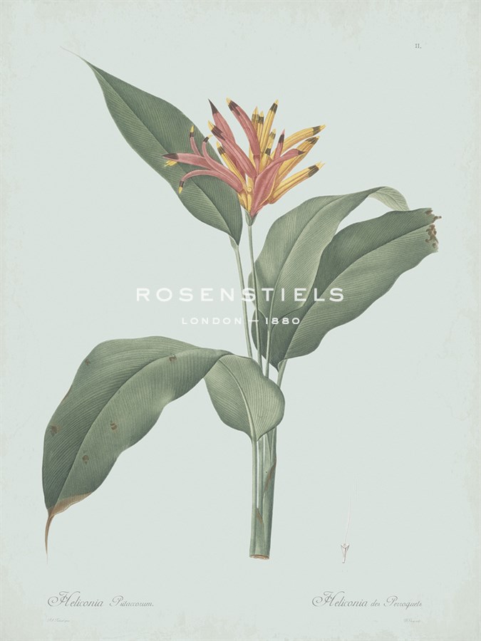 Heliconia Psitaccorum - Celadon - Pierre Joseph Redoute