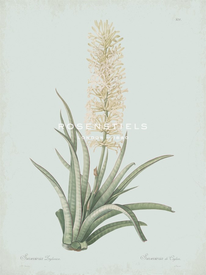 Sansevieria Zeylancia - Celadon - Pierre Joseph Redoute