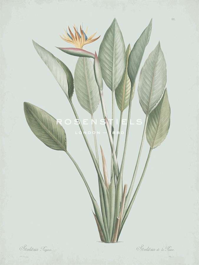 Strelitzia Regina - Celadon - Pierre Joseph Redoute