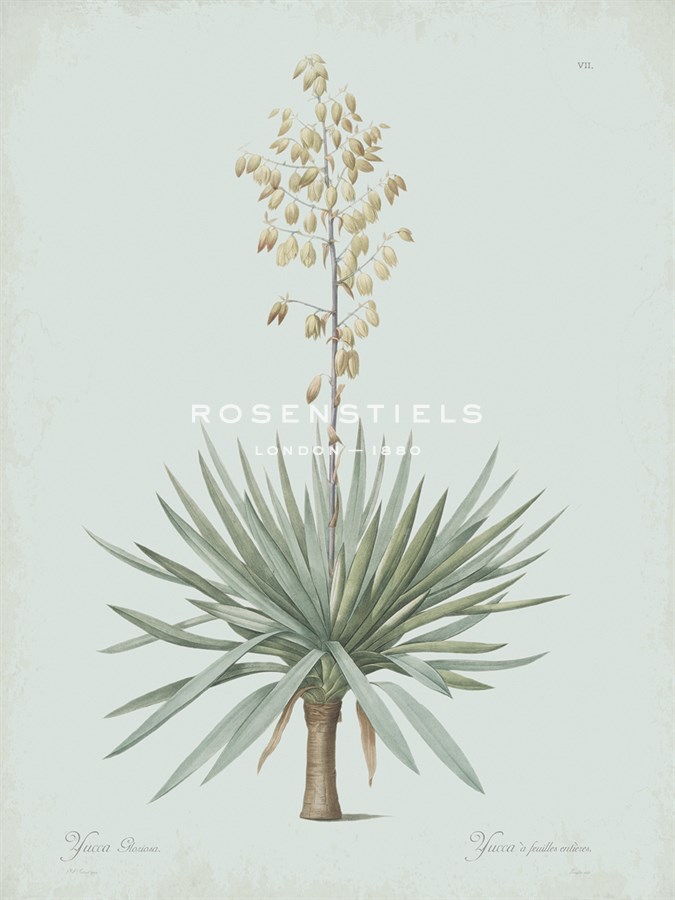 Yucca Gloriosa - Celadon - Pierre Joseph Redoute