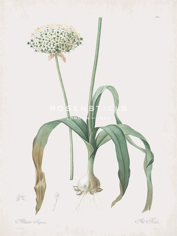 Allium Nigrum - Pierre Joseph Redoute