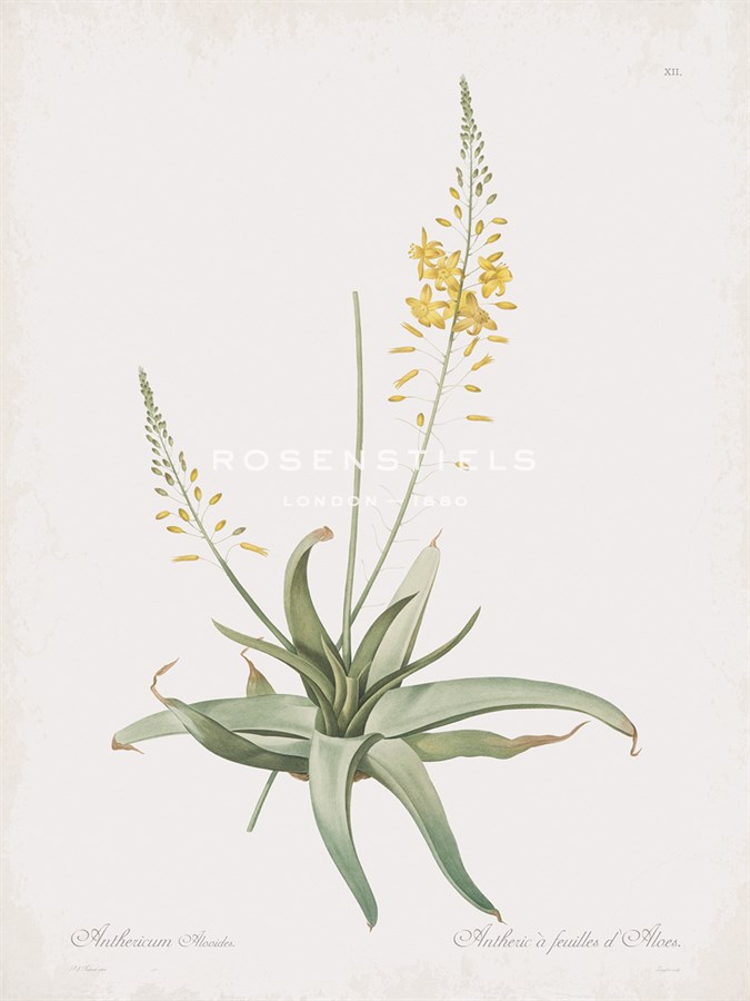 Anthericum Alooides - Pierre Joseph Redoute