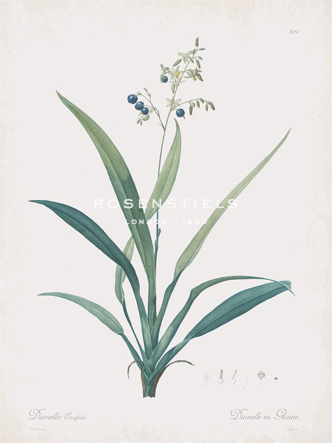 Dianella Ensifolia - Pierre Joseph Redoute