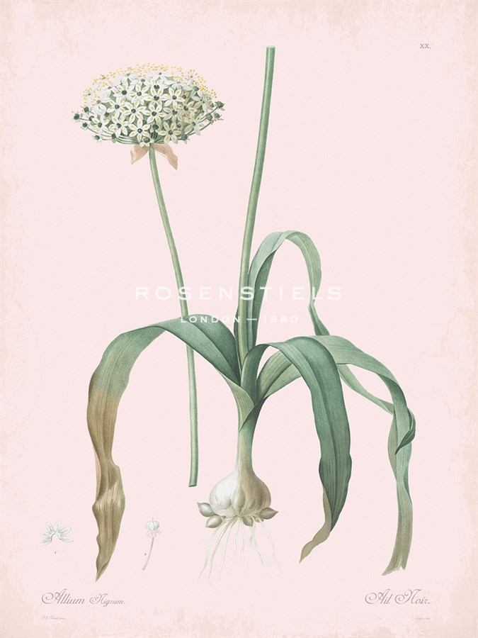 Allium Nigrum - Rose - Pierre Joseph Redoute