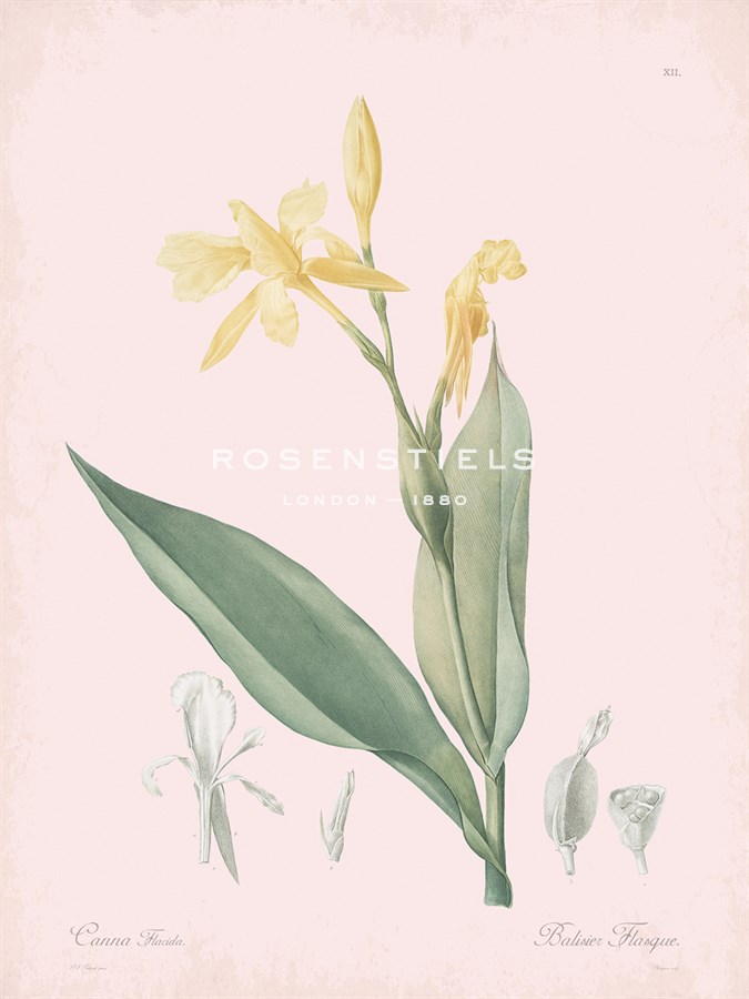 Canna Flaccida - Rose - Pierre Joseph Redoute