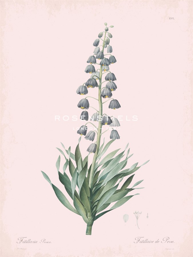 Fritillaria Persica - Rose - Pierre Joseph Redoute