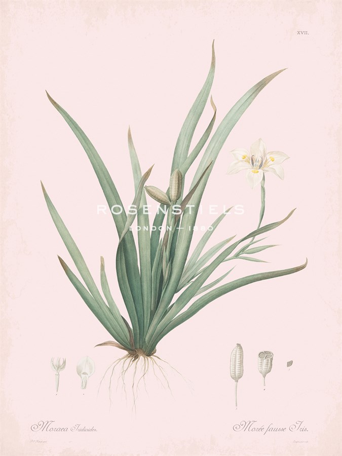 Moraea Iridioides - Rose - Pierre Joseph Redoute