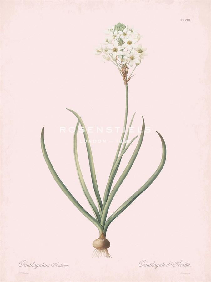 Ornithogalum Arabicum - Rose - Pierre Joseph Redoute