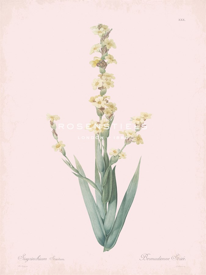 Sisyrinchium Striatum - Rose - Pierre Joseph Redoute