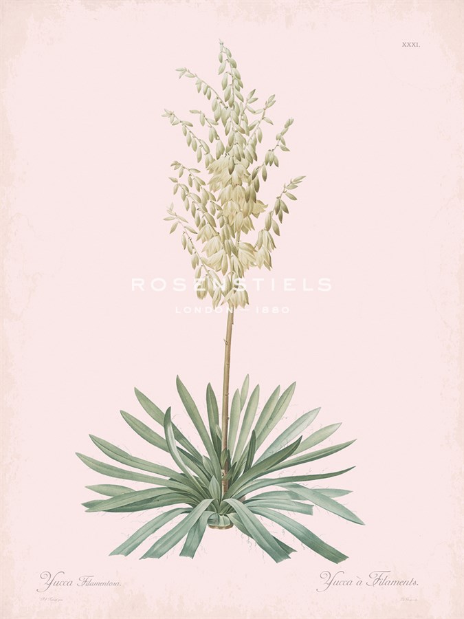 Yucca Filamentosa - Rose - Pierre Joseph Redoute