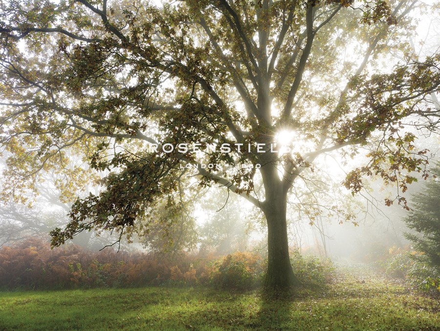 Morning Calm - Lee Frost