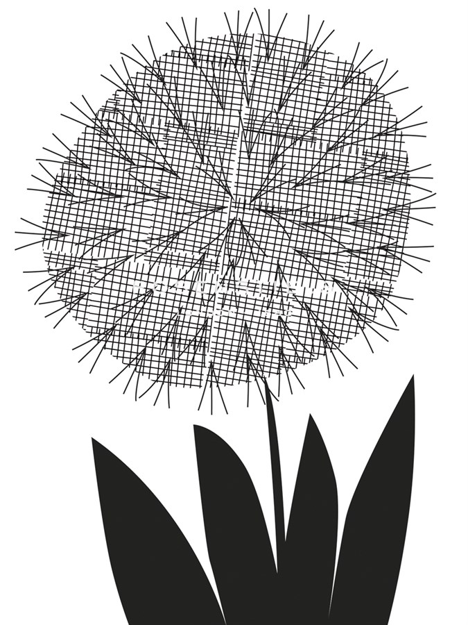Graphic Allium - Sophie Ledesma