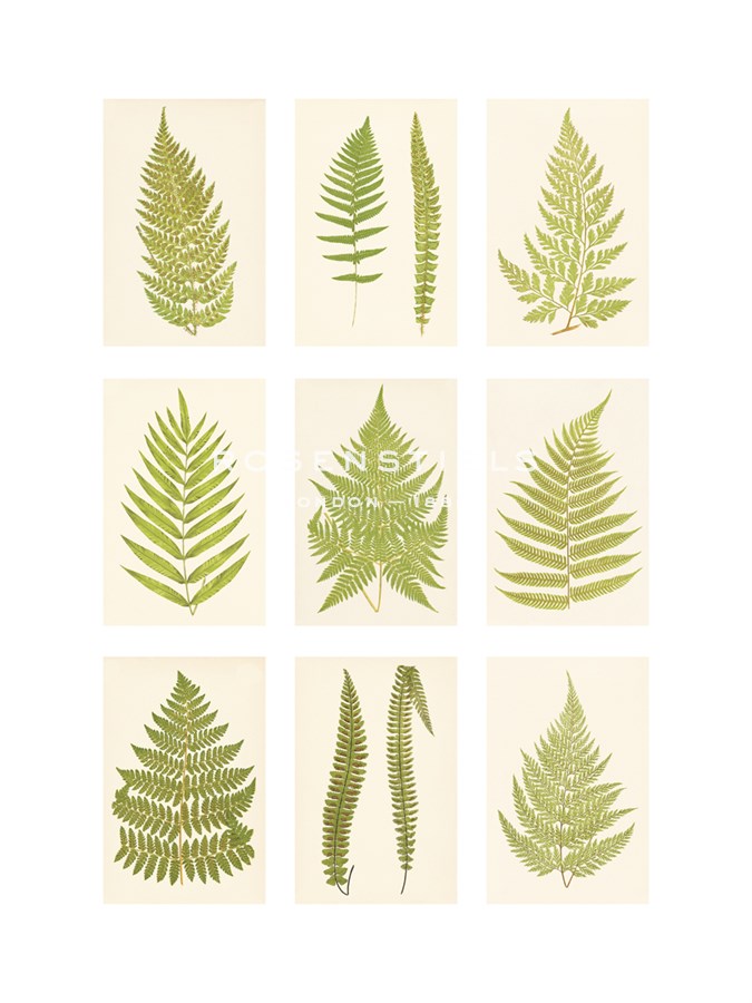Fernery - The Vintage Collection