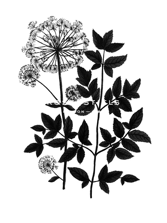Botanica Angelica - Noir - The Vintage Collection