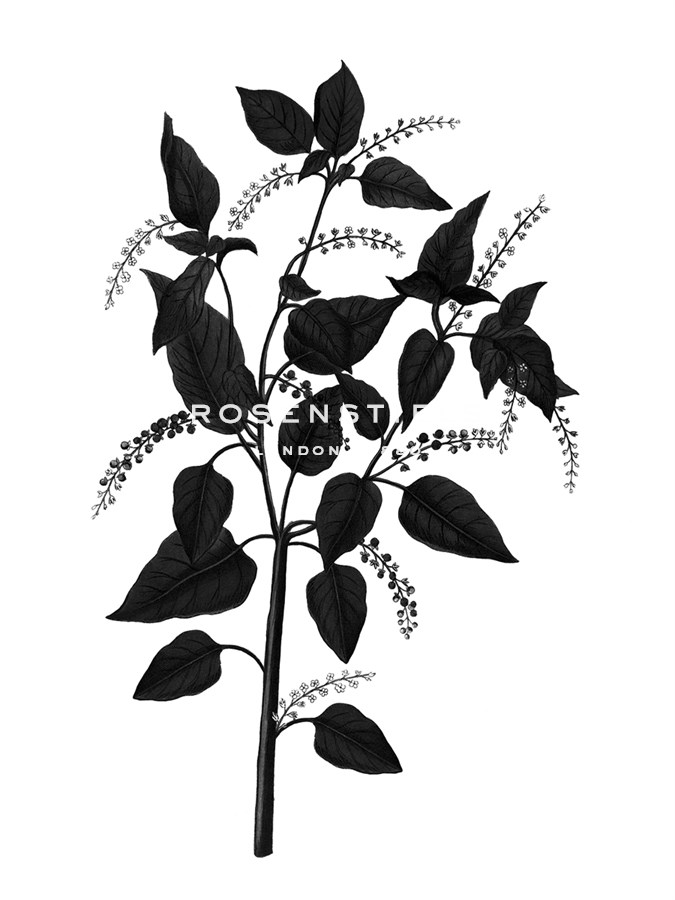 Botanica Baccifer - Noir - The Vintage Collection