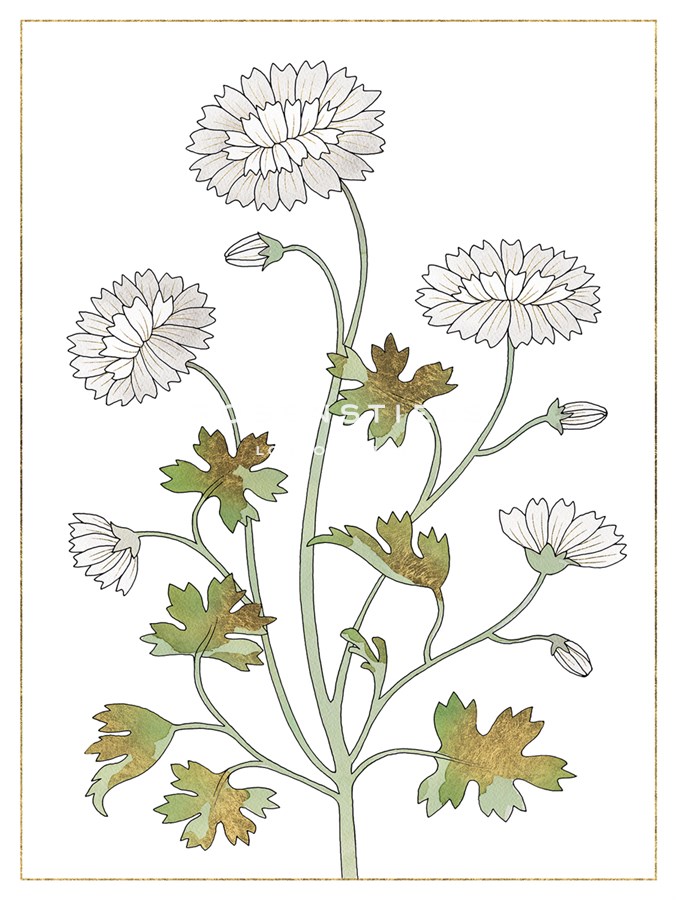 Mughal Collection I - Kristine Hegre