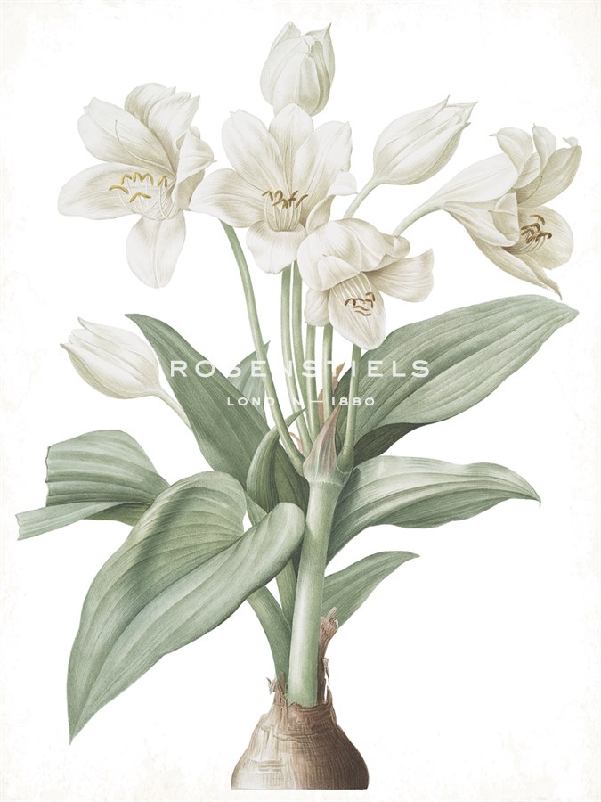 Crinum Giganteum - Fair - Pierre Joseph Redoute
