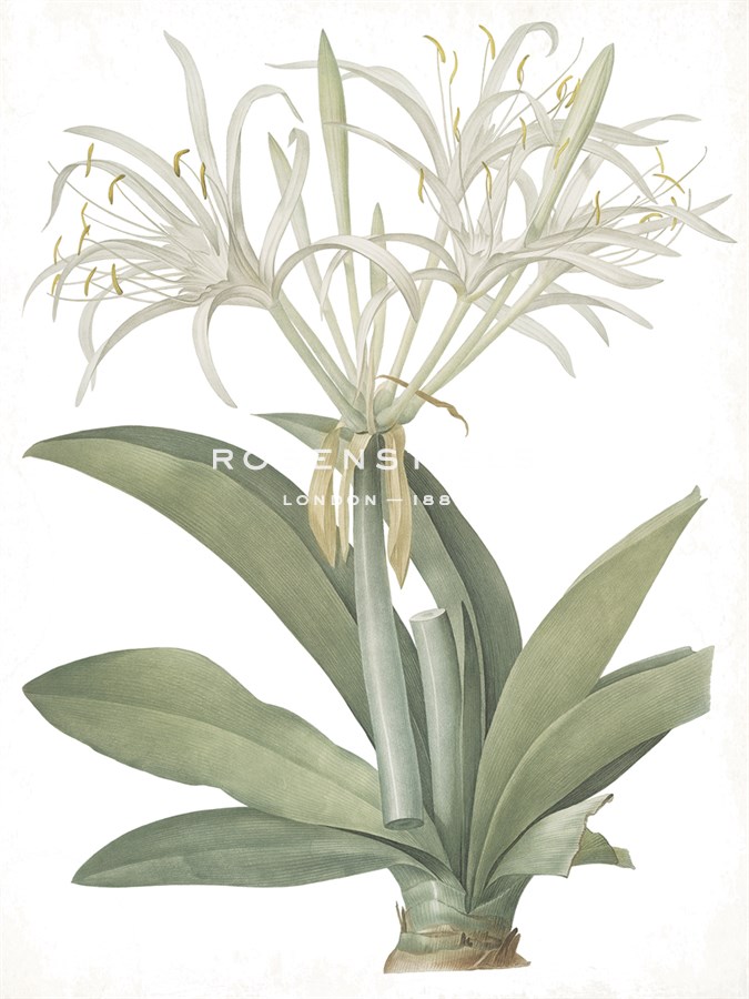 Pancratium Speciosum - Fair - Pierre Joseph Redoute