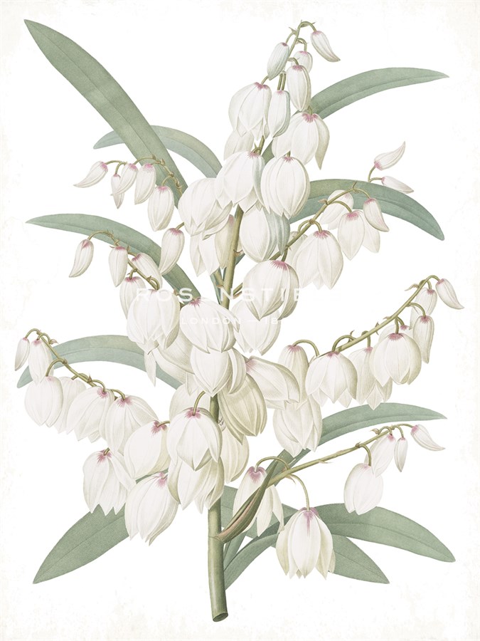 Yucca Flos - Fair - Pierre Joseph Redoute