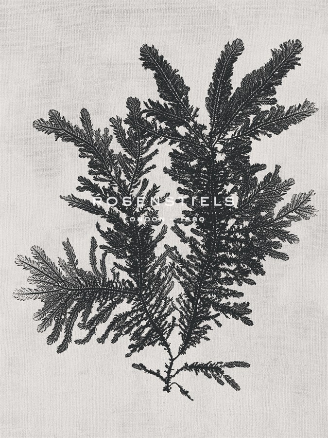 Ptilota plumosa - Noir - Henry Bradbury