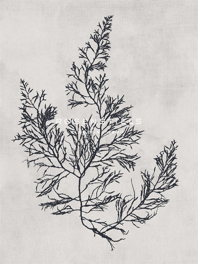 Cystoseira faeniculacea - Noir - Henry Bradbury