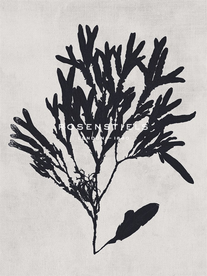 Haliseris polypodioides - Noir - Henry Bradbury