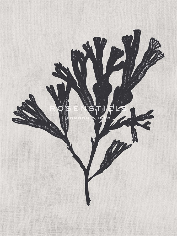 Fucus vesiculosus - Noir - Henry Bradbury