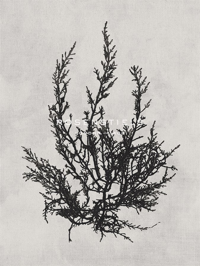 Cystoseira ericoides - Noir - Henry Bradbury