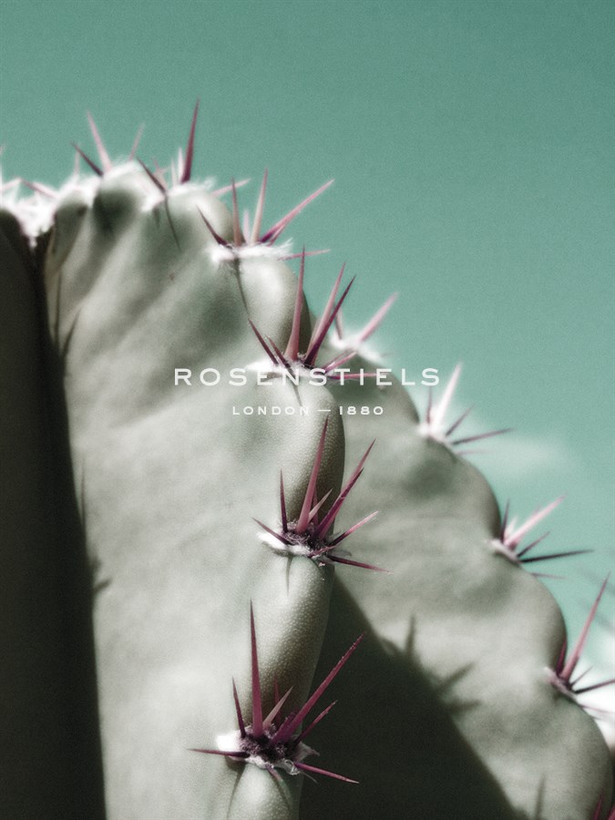 Cactus Pismo - Malcolm Sanders