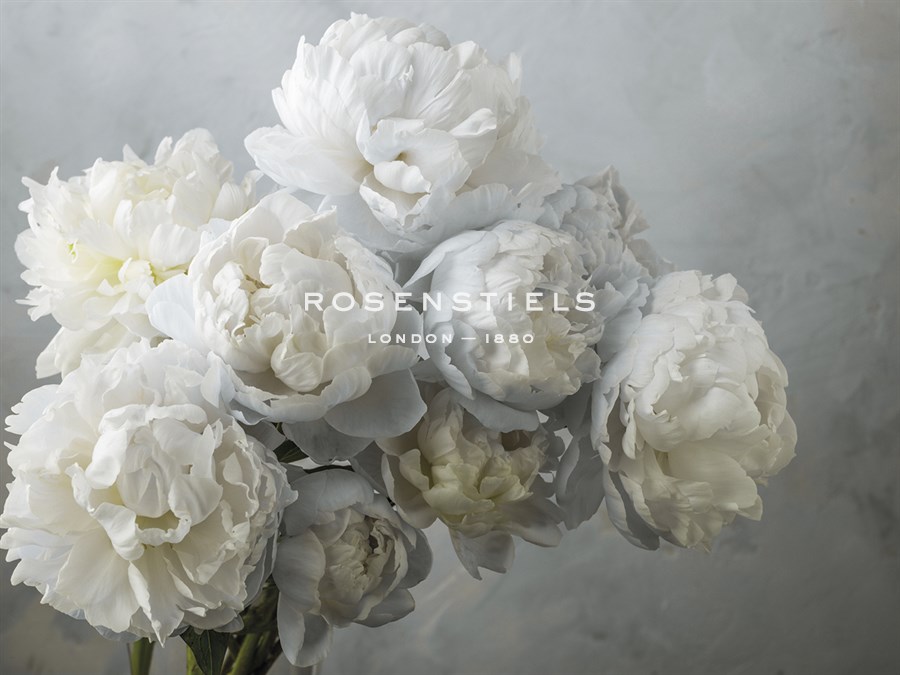 Peony Cluster - Assaf Frank