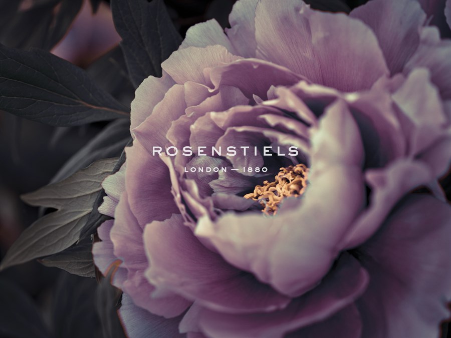 Peony Blush - Assaf Frank