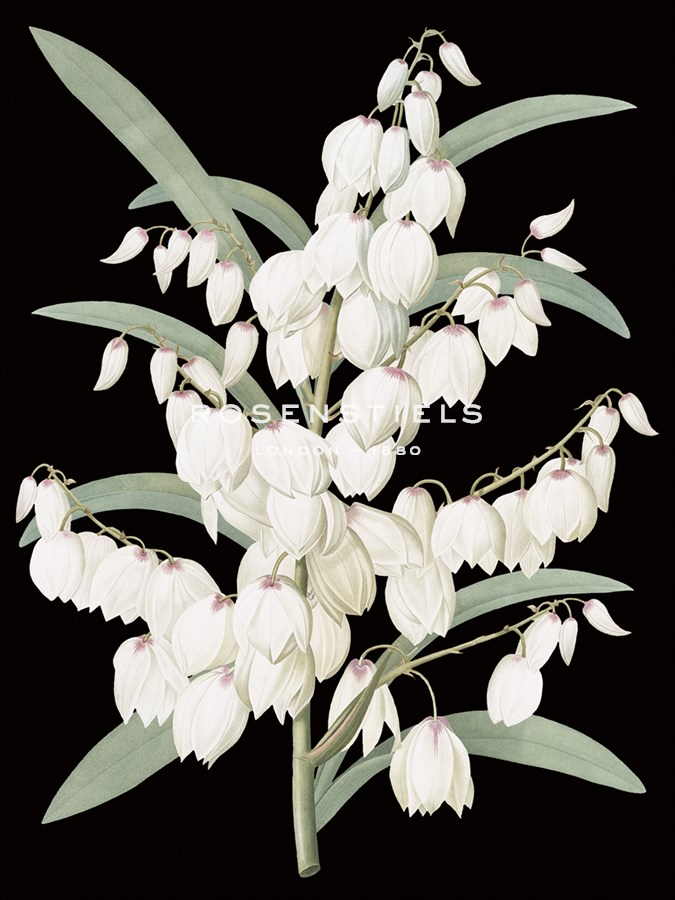 Yucca Flos - Noir - Pierre Joseph Redoute