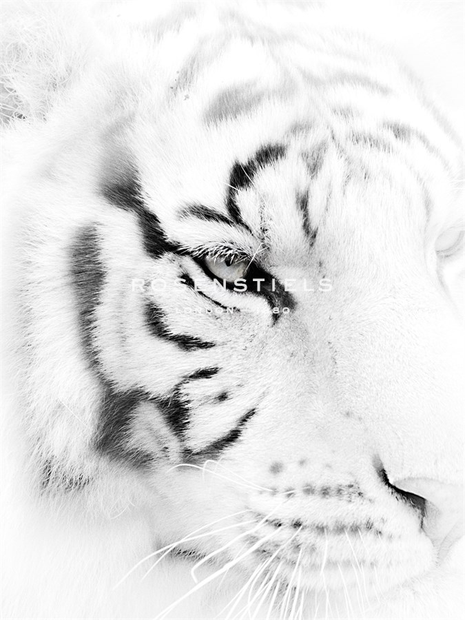 Fearless - Wink Gaines