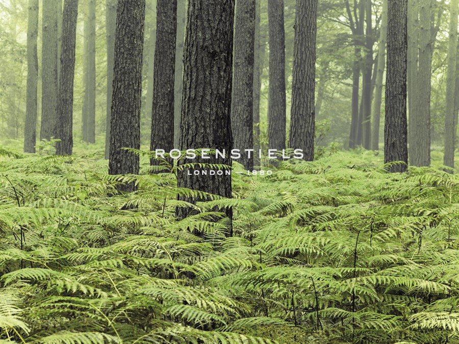 Fern Forest - Assaf Frank