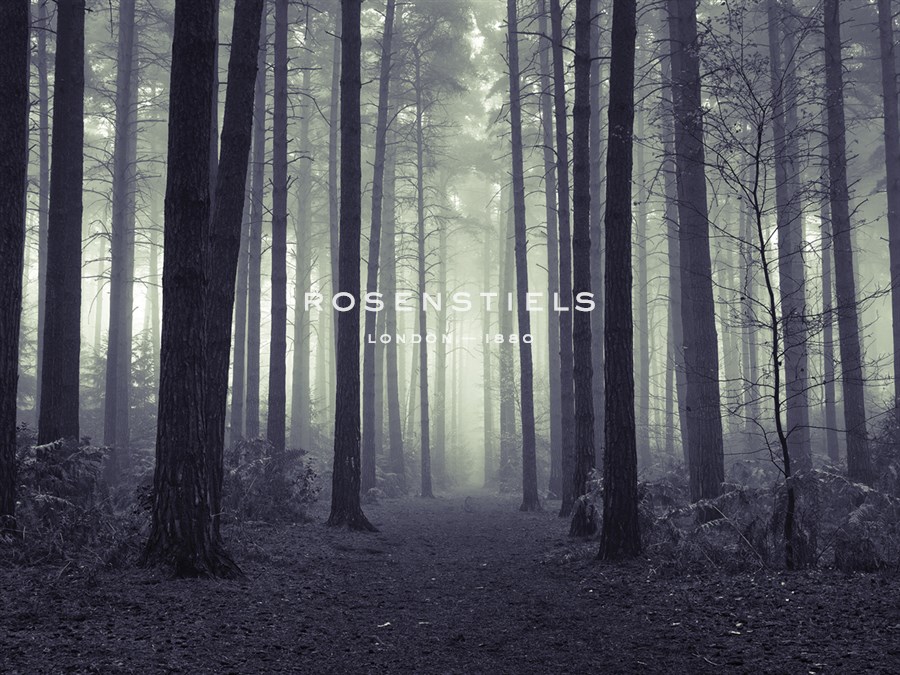 Ethereal Forest - Assaf Frank