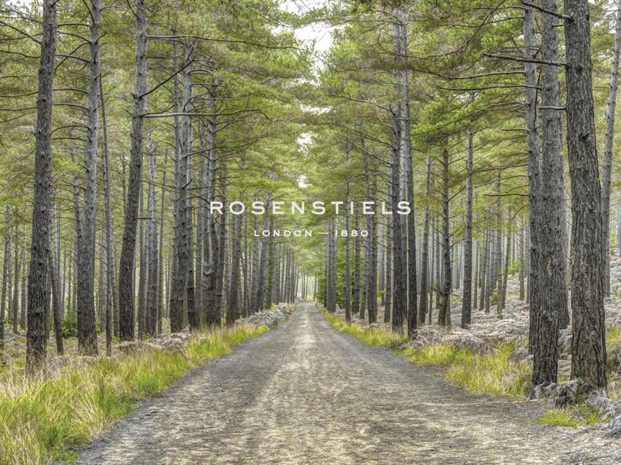 Forest Trails - Assaf Frank