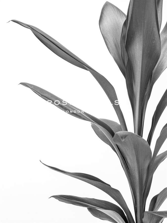 Aspidistra Noir - Assaf Frank