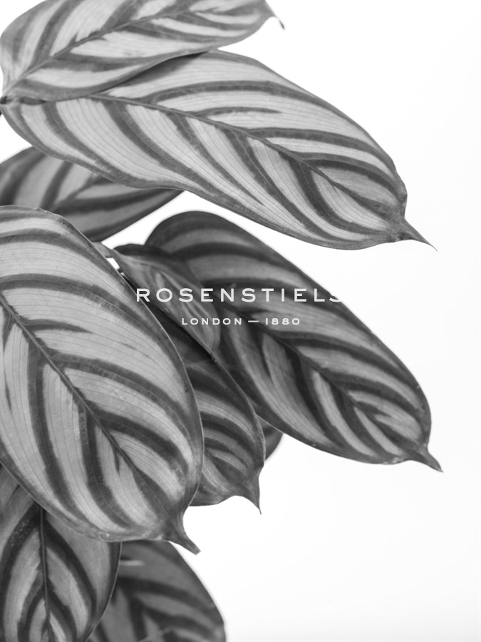 Calatheas Noir - Assaf Frank