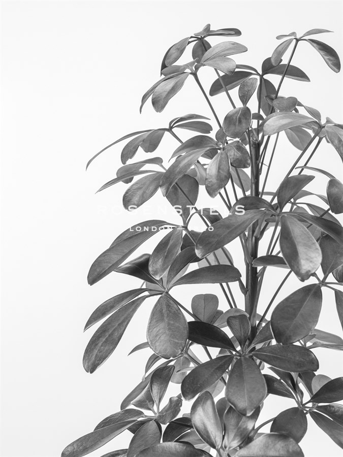 Codiaeum Noir - Assaf Frank