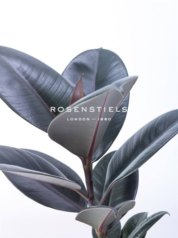 House Plant - Suri - Assaf Frank