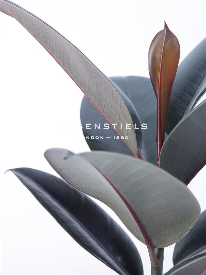 House Plant - Zey - Assaf Frank