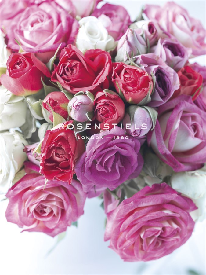 Rose Cascade - Assaf Frank