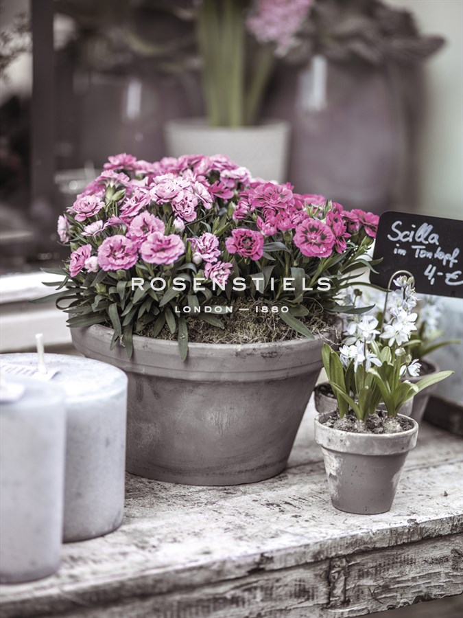 Floret Fancy - Assaf Frank