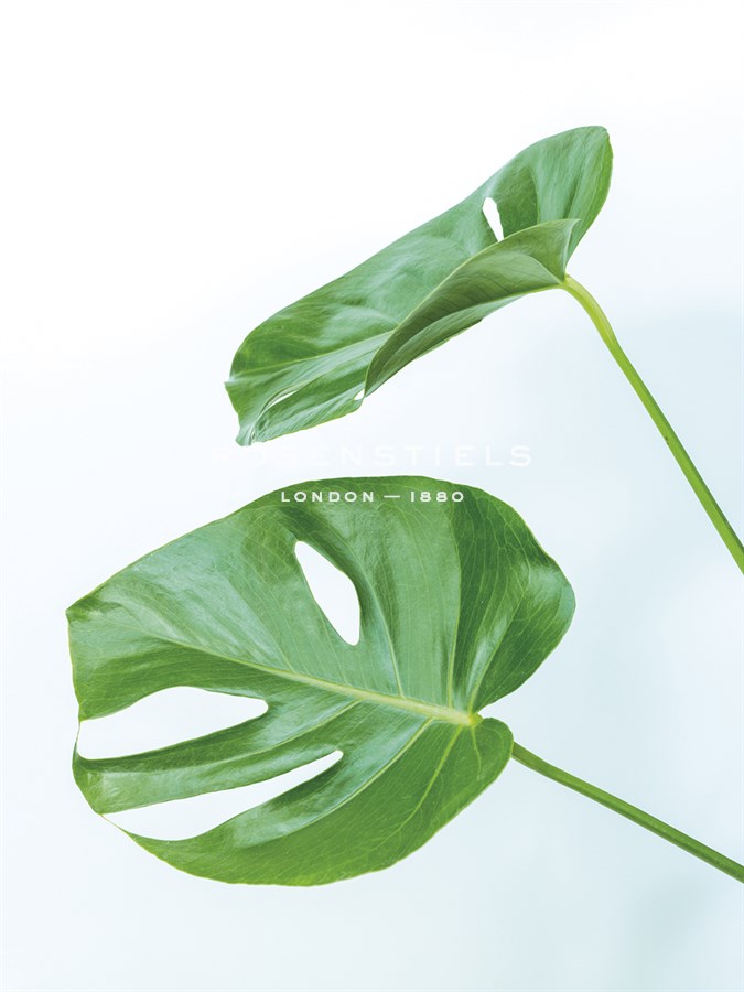 Monstera Swiss - Assaf Frank