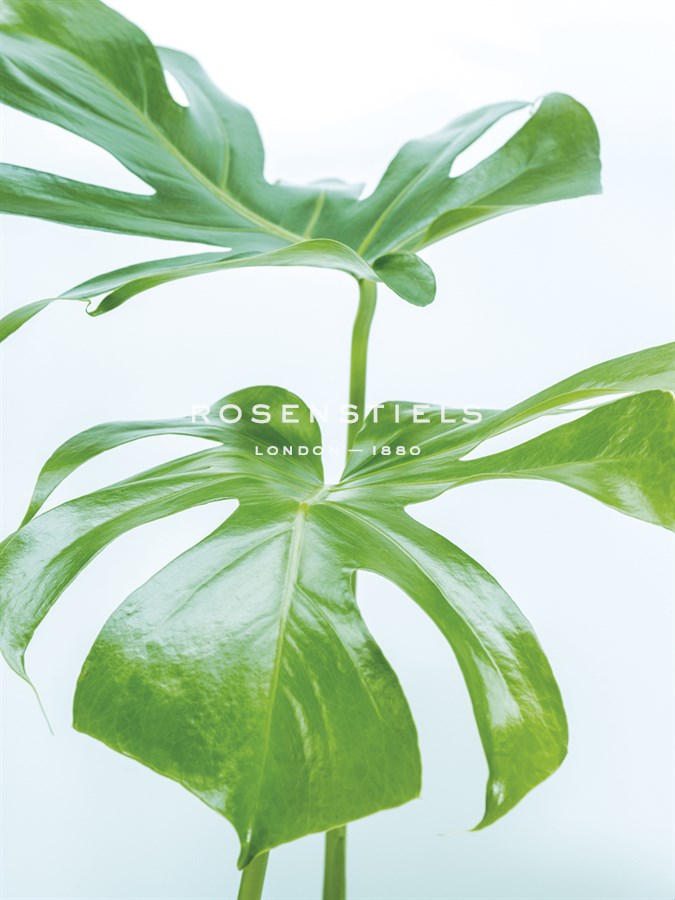 Monstera Split - Assaf Frank