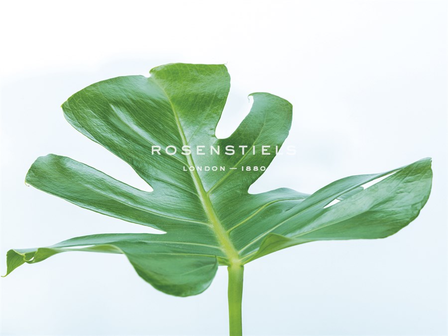 Monstera Hurricane - Assaf Frank